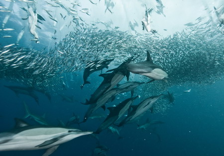 Dolphins enjoy sardine feeding frenzy