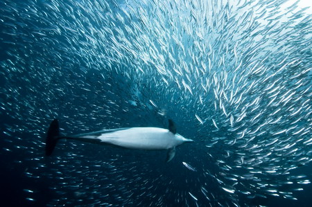 Dolphins enjoy sardine feeding frenzy