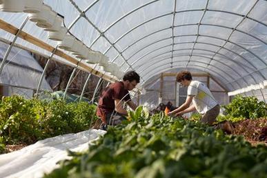 The appeal of urban farming
