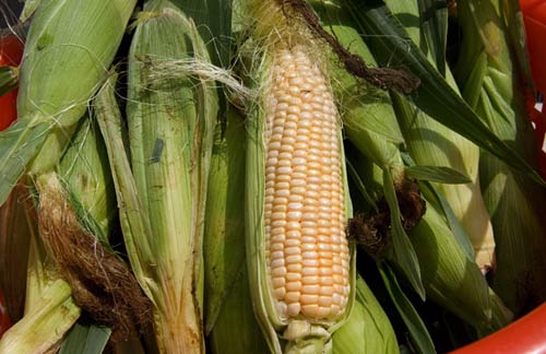 研究揭露转基因玉米含大量毒素