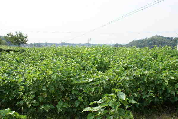 蓬勃发展的六安现代农业