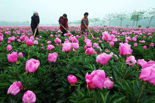 五月,来亳州看芍花