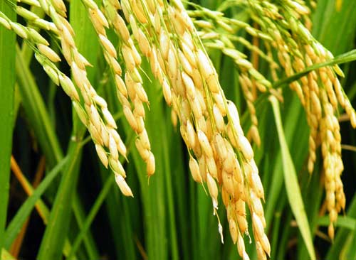 Rare rice stages a comeback in North China