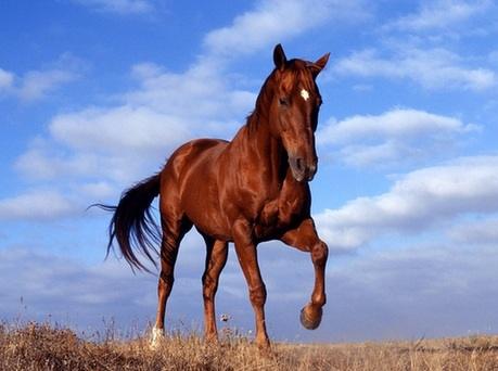 汉语里与“马”有关的成语英文表达