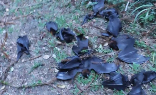 澳大利亚遭遇罕见高温天气 10万只蝙蝠被热死