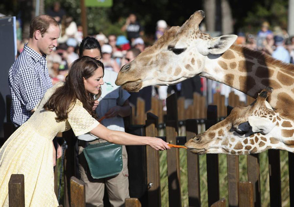 威廉凯特带乔治小王子游悉尼野生动物园