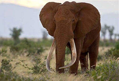 肯尼亚偷猎者杀死象王