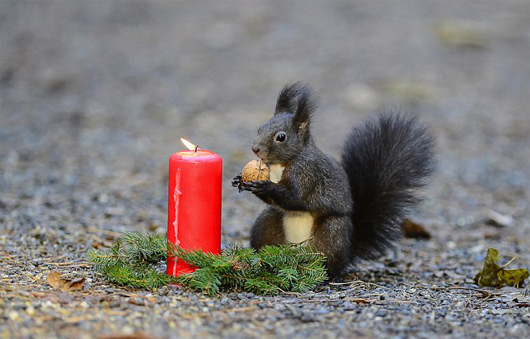 创意图片展现松鼠们的圣诞节