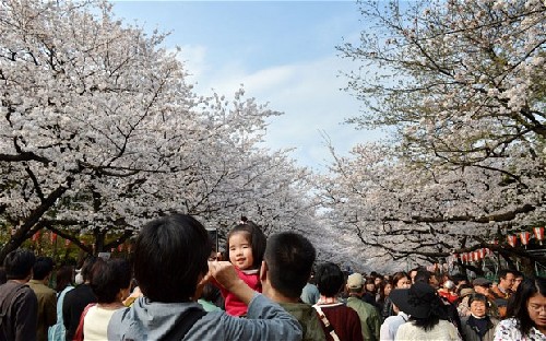 日本樱花还能开多久？