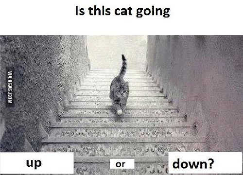 猫是上楼还是下楼？答案揭晓