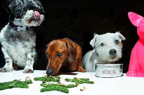 英国开首家狗狗“游击餐厅”