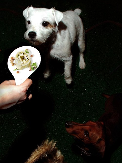 英国开首家狗狗“游击餐厅”