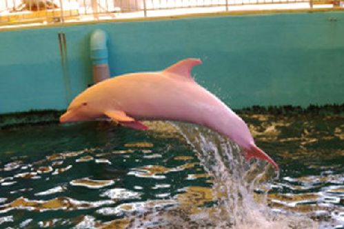 日本一白色海豚激动时变粉色