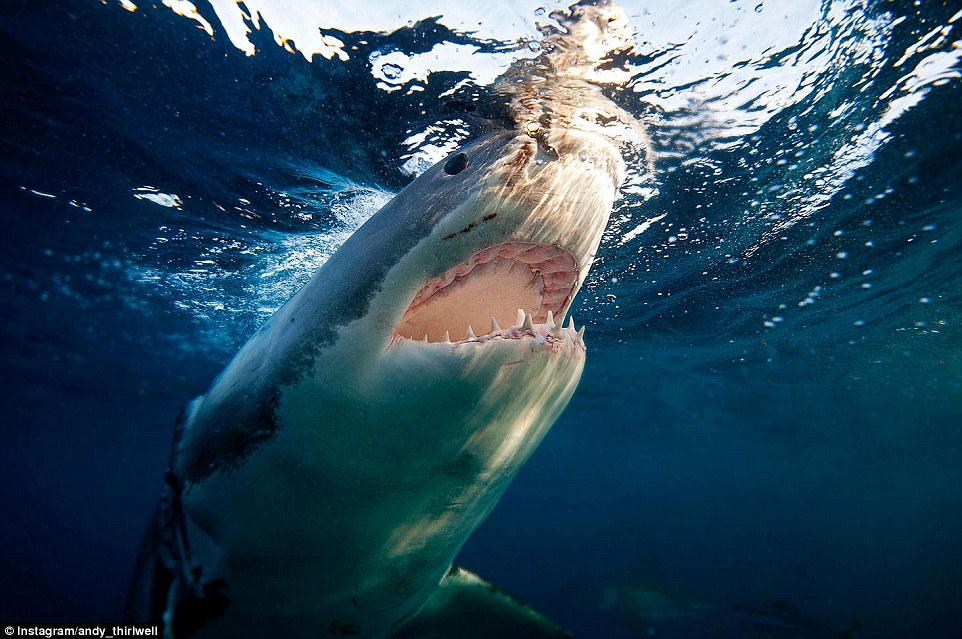 惊艳的海底世界 与海豹和大白鲨亲密接触