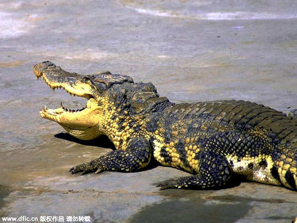 Kissing a crocodile for a job