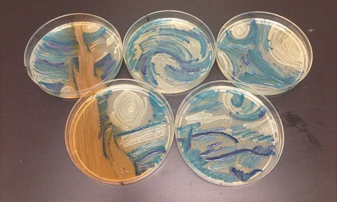 科学家的另类艺术：细菌作画