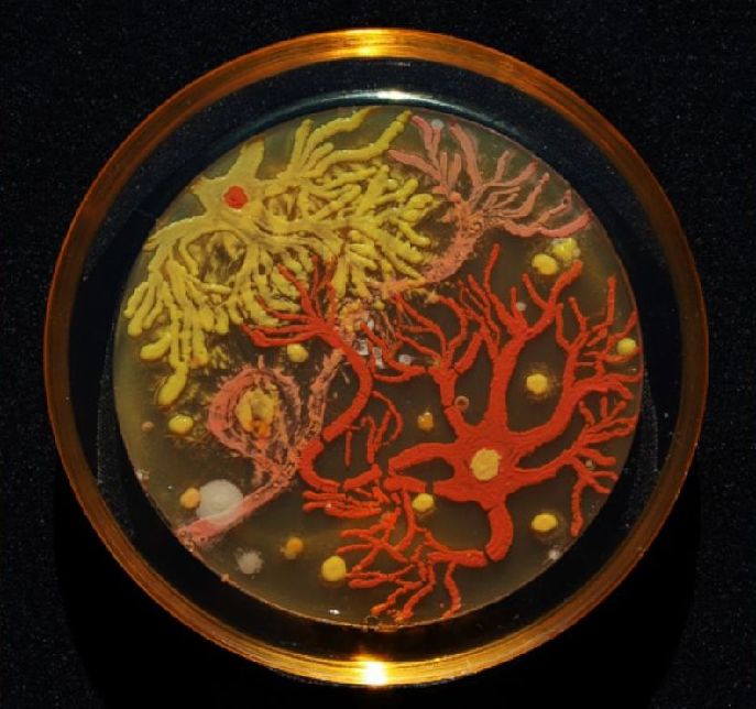 科学家的另类艺术：细菌作画