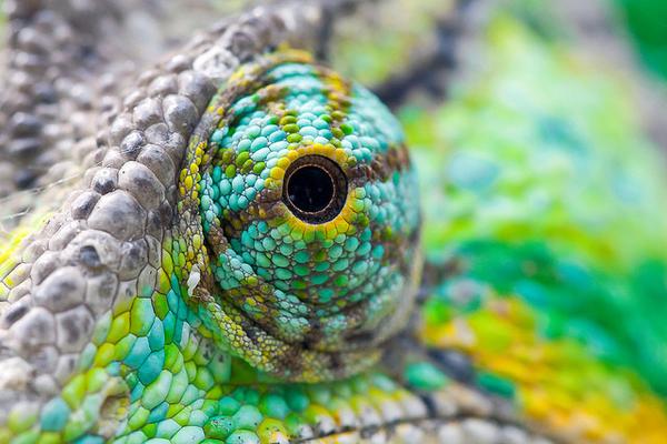 Mystery of Chameleon Eyes Solved