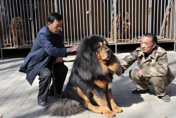 基因研究发现狗起源于中国