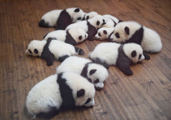 Twin panda cubs meet public