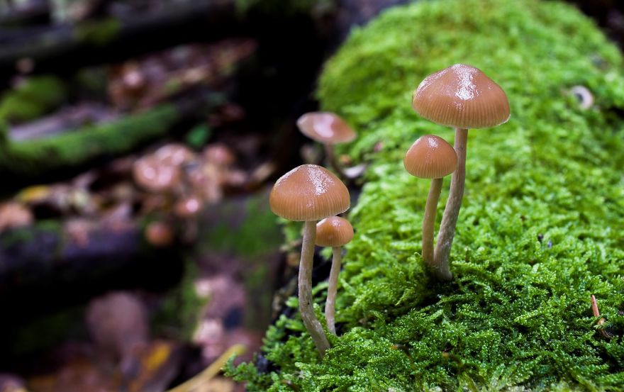 万物皆美：摄影师镜头下的野生蘑菇（组图）