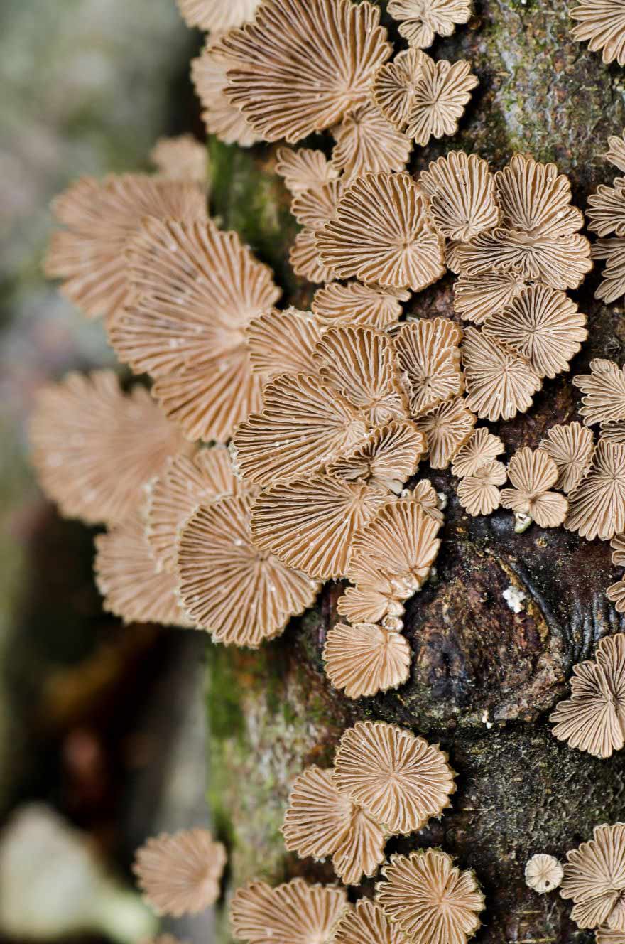万物皆美：摄影师镜头下的野生蘑菇（组图）
