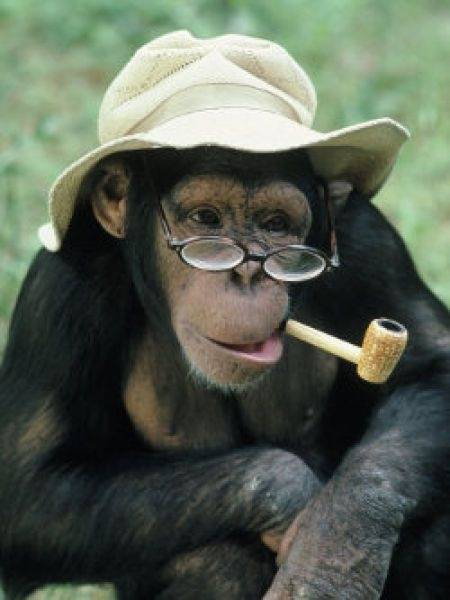 迎猴年 学猴子短语