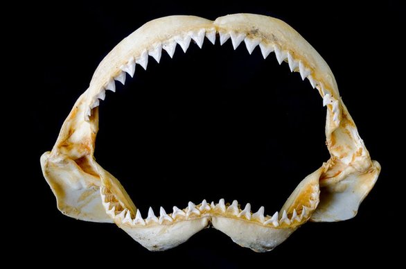 人类牙齿有望像鲨鱼牙齿一样可以再生