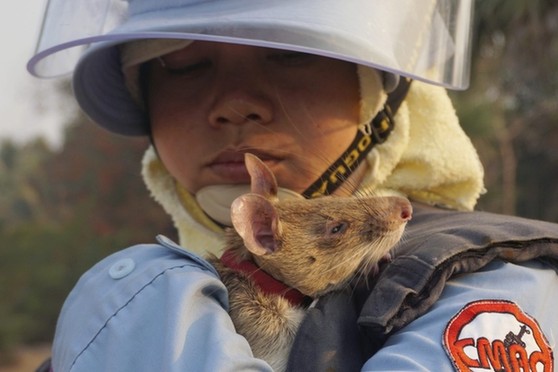 老鼠嗅觉有多灵敏？柬埔寨用鼠扫雷