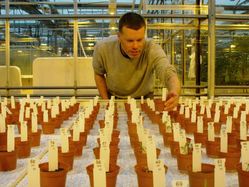 荷兰科学家温室种太空蔬菜