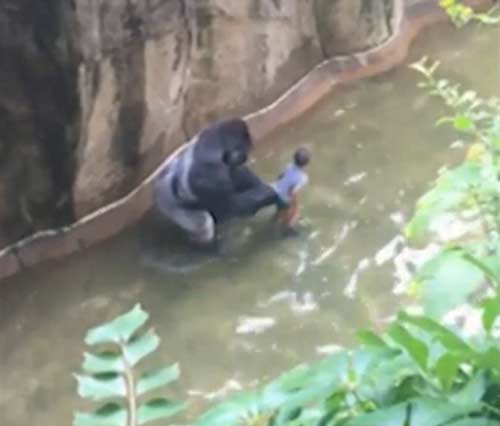 四岁男童爬入猩猩池，动物园射杀大猩猩引争议
