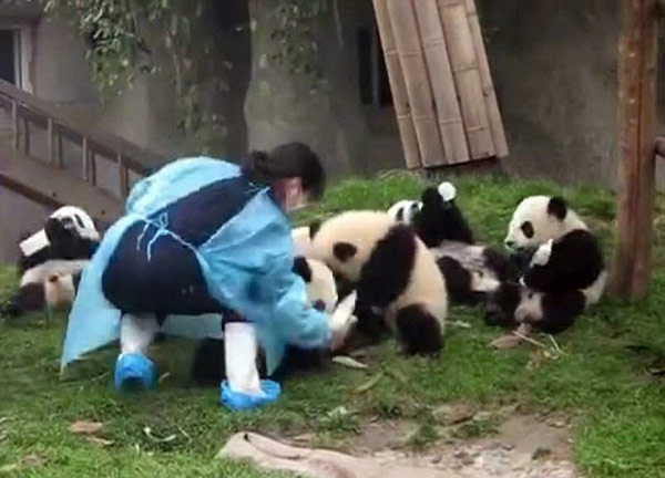 视频：九只熊猫宝宝互相抢奶瓶萌翻天
