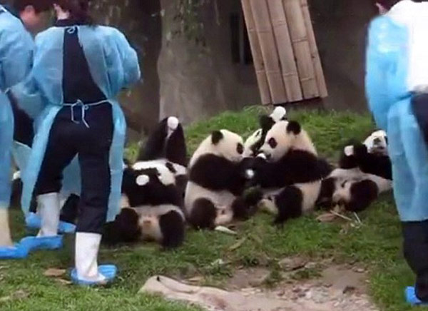 视频：九只熊猫宝宝互相抢奶瓶萌翻天