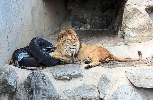 日本推出一款由狮子操刀设计的“动物园牛仔裤”