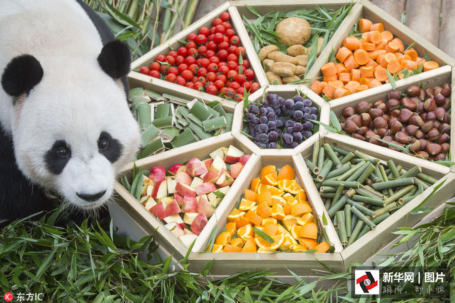 吃得开心！韩国动物园大熊猫提前享受节日大餐（组图）