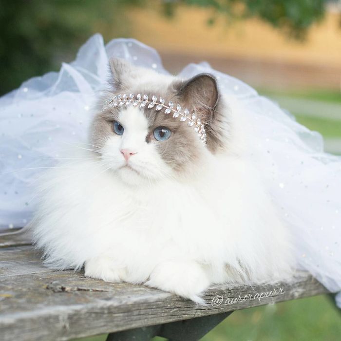 瑞典一猫咪被当公主养 穿芭蕾舞裙戴水晶王冠（组图）