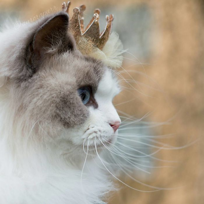 瑞典一猫咪被当公主养 穿芭蕾舞裙戴水晶王冠（组图）