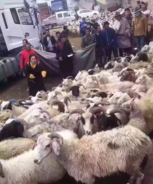 女子买6387只羊放生引争议