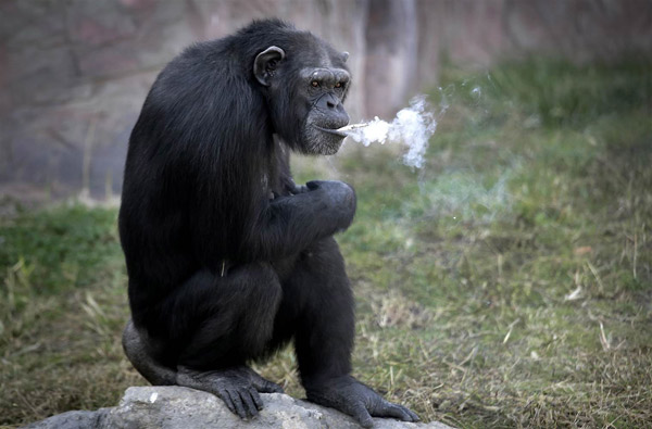 朝鲜大猩猩抽烟上瘾 动作熟练每日1包（组图）