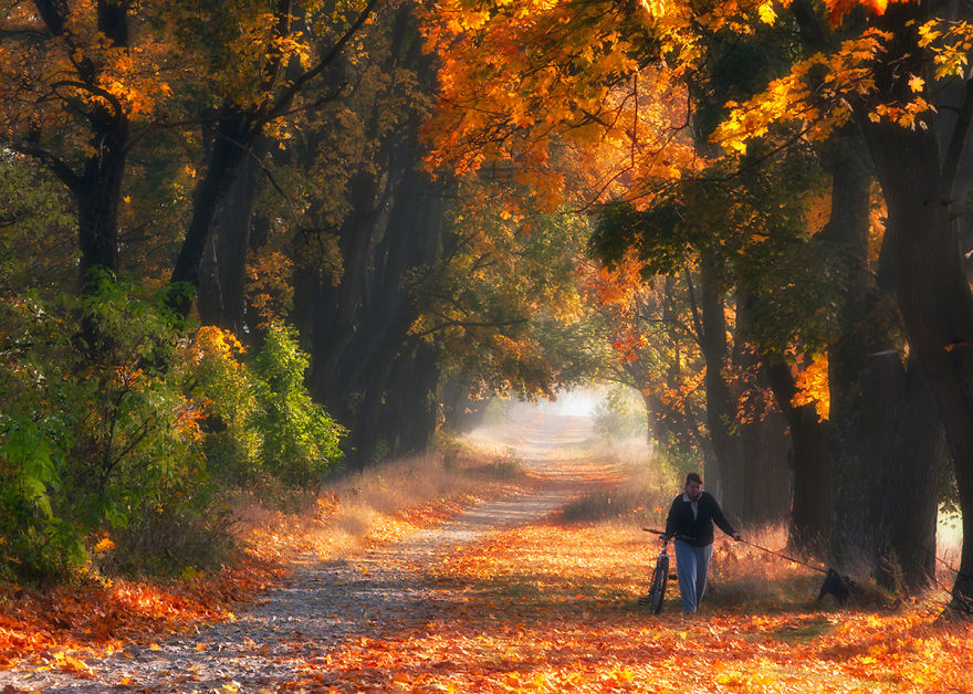 全球最美秋景：波兰枫林小径（组图）