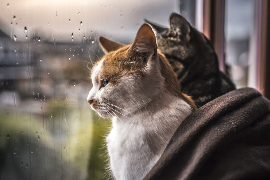 两只猫的hygee时光：雨天闲看窗外风景（组图）