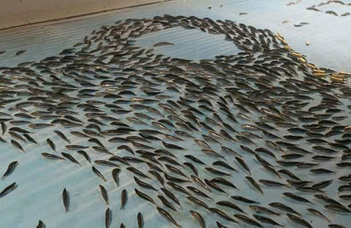 日本滑冰场冰面下冻5000条鱼 创意过头惹众怒
