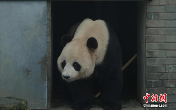 大熊猫“国家公园体制”试点方案通过
