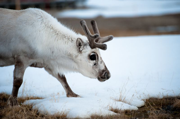 全球变暖致驯鹿变瘦12% 拉不动圣诞老人了