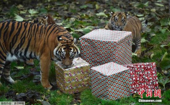 伦敦动物园发圣诞礼物 霸气小老虎“怒拆”礼物