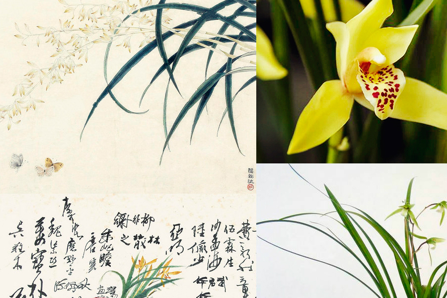 最能代表中国的10种花：你对它们了解多少（组图）