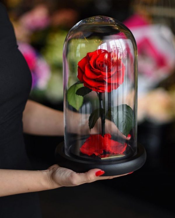 伦敦公司出售永不凋谢的“美女与野兽”玫瑰（组图）