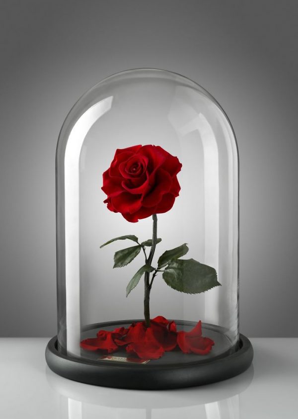 伦敦公司出售永不凋谢的“美女与野兽”玫瑰（组图）