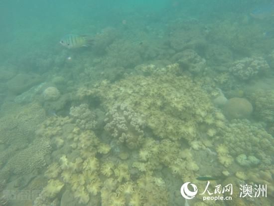 澳大利亚大堡礁珊瑚白化范围已达三分之二