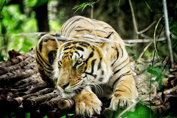 为获政府赔偿 印度村民将老人送保护区喂老虎